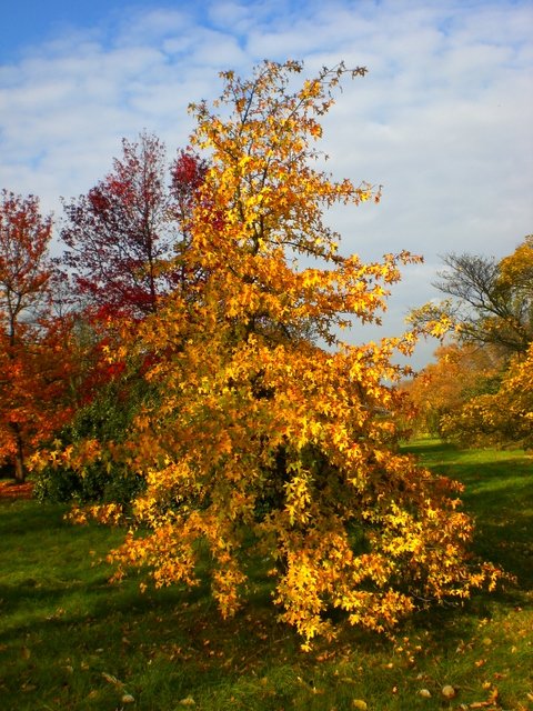 Liquidambar orientalis automne